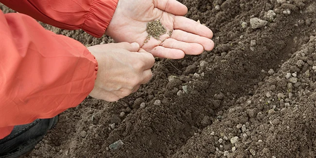 Spring Planting for Winter Harvests: A Guide to Successful Gardening