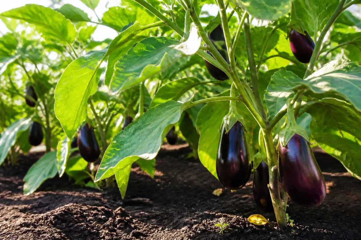 How to Grow Organic Eggplants: A Comprehensive Gardener's Guide
