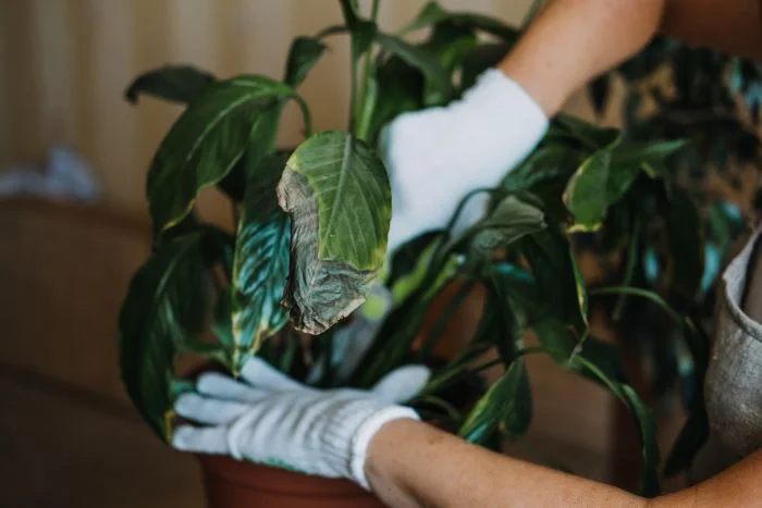 Managing Pests and Fungal Diseases in Fruit Plants