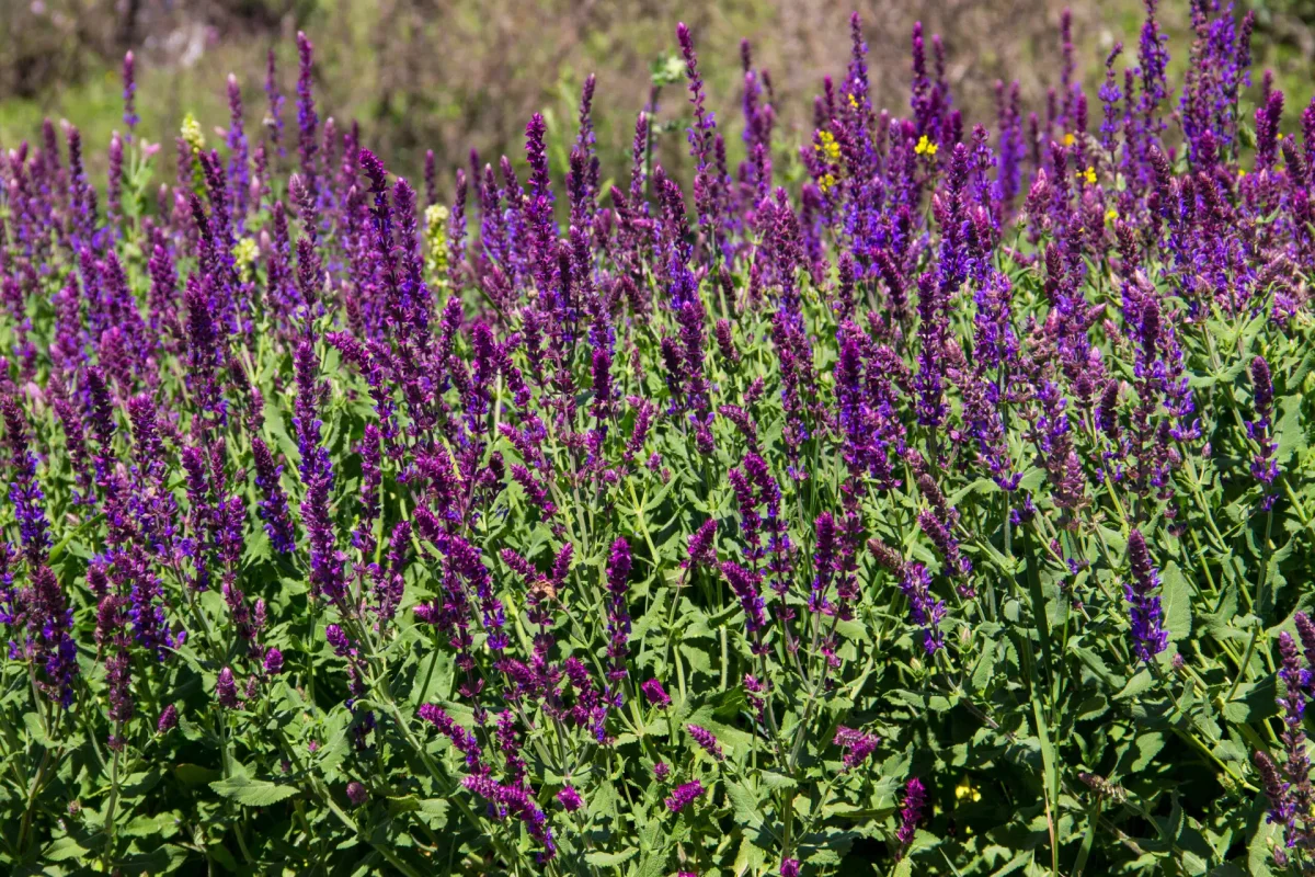 Heat-Tolerant Summer Plants for Your Garden