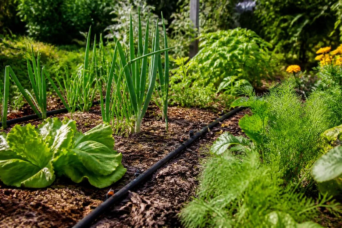 How to Protect Your Plants from Drought: Effective Tips and Techniques