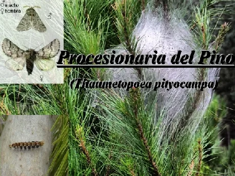 Preventing Processionary Caterpillars: A Gardener's Guide