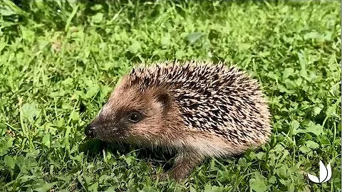 The Wild Plant That Protects Your Crops and Charms Hedgehogs 🌿🐾