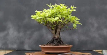 Choosing the Right Bonsai Pot: A Comprehensive Guide