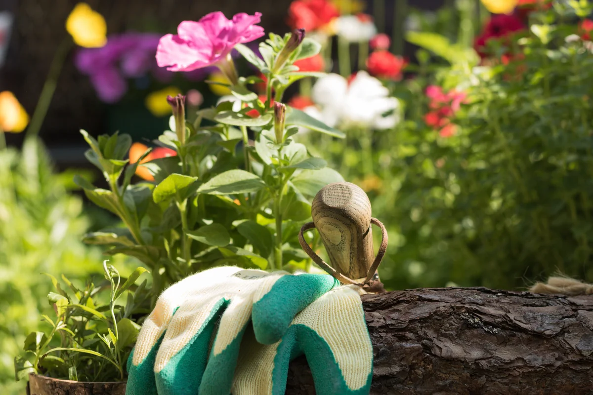 Essential Gardening Tasks for August