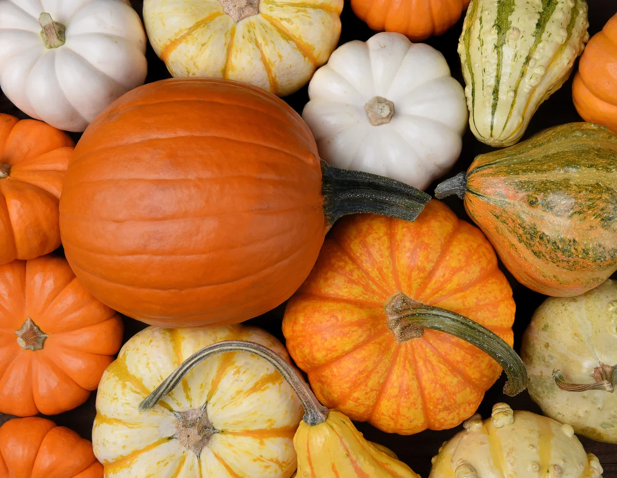 10 Surprising Facts About Pumpkins