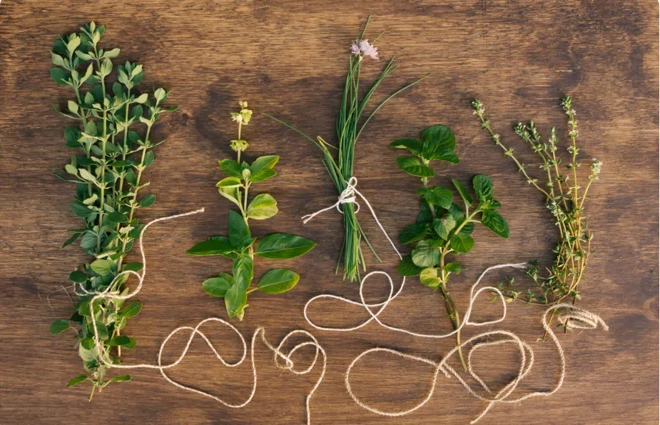 Medicinal Plants and Their Healing Properties