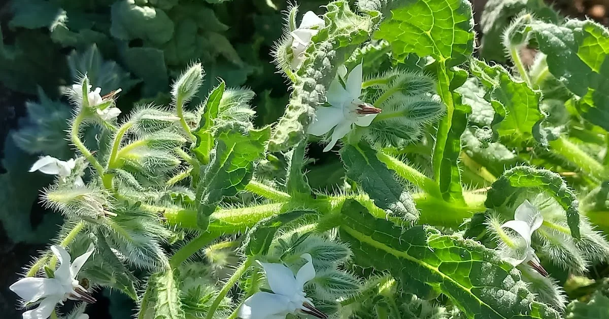 Borage, Appreciated or Unknown?