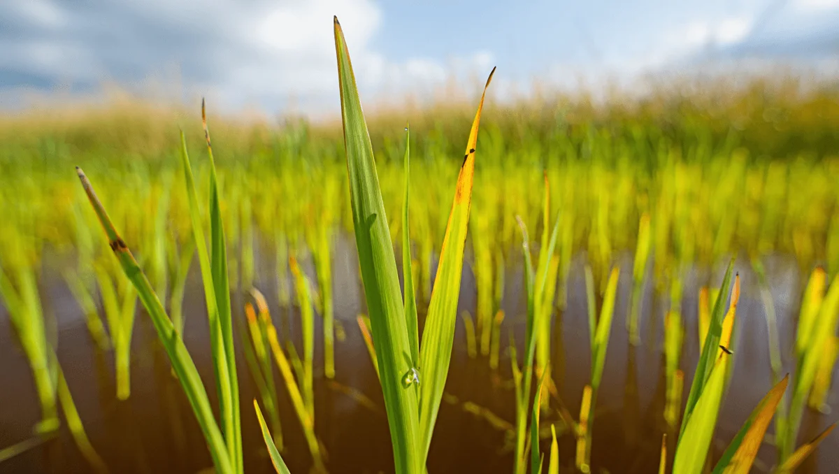 Exploring the Bison Grass (Hierochloe odorata): Uses, Cultivation, and Benefits