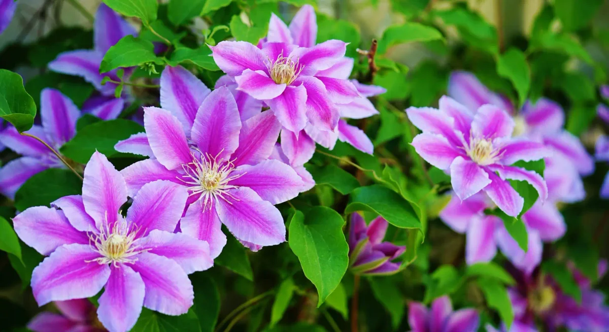 Clematis Care: Essential Tips for Thriving Vines