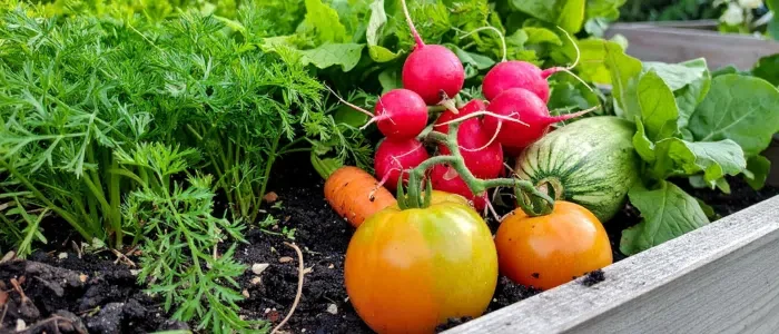 Essential Gardening Tasks for July
