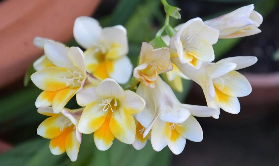 Freesia alba - Flowering Balcony - The Gardening Blog