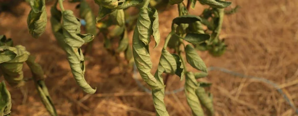 Understanding Tomato Leaf Curl: Causes and Solutions