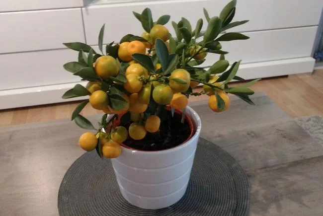 Caring for Bonsai Citrus: A Comprehensive Guide