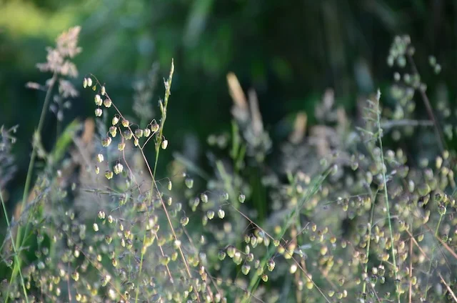 Surprises in Flora and Fauna | Wild Gardening