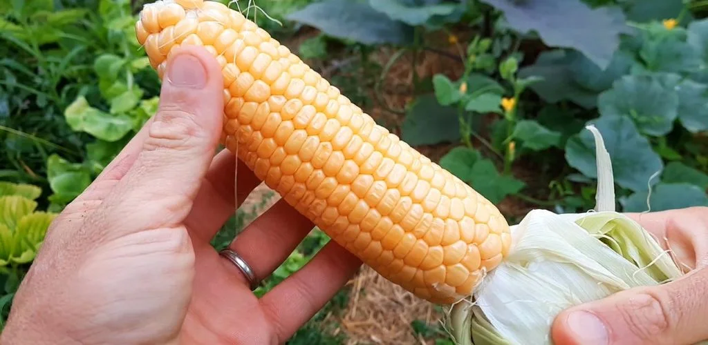 A Guide to Harvesting Sweet Corn