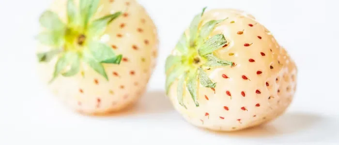 Japanese White Strawberries: The Luxurious Fruit of Japan