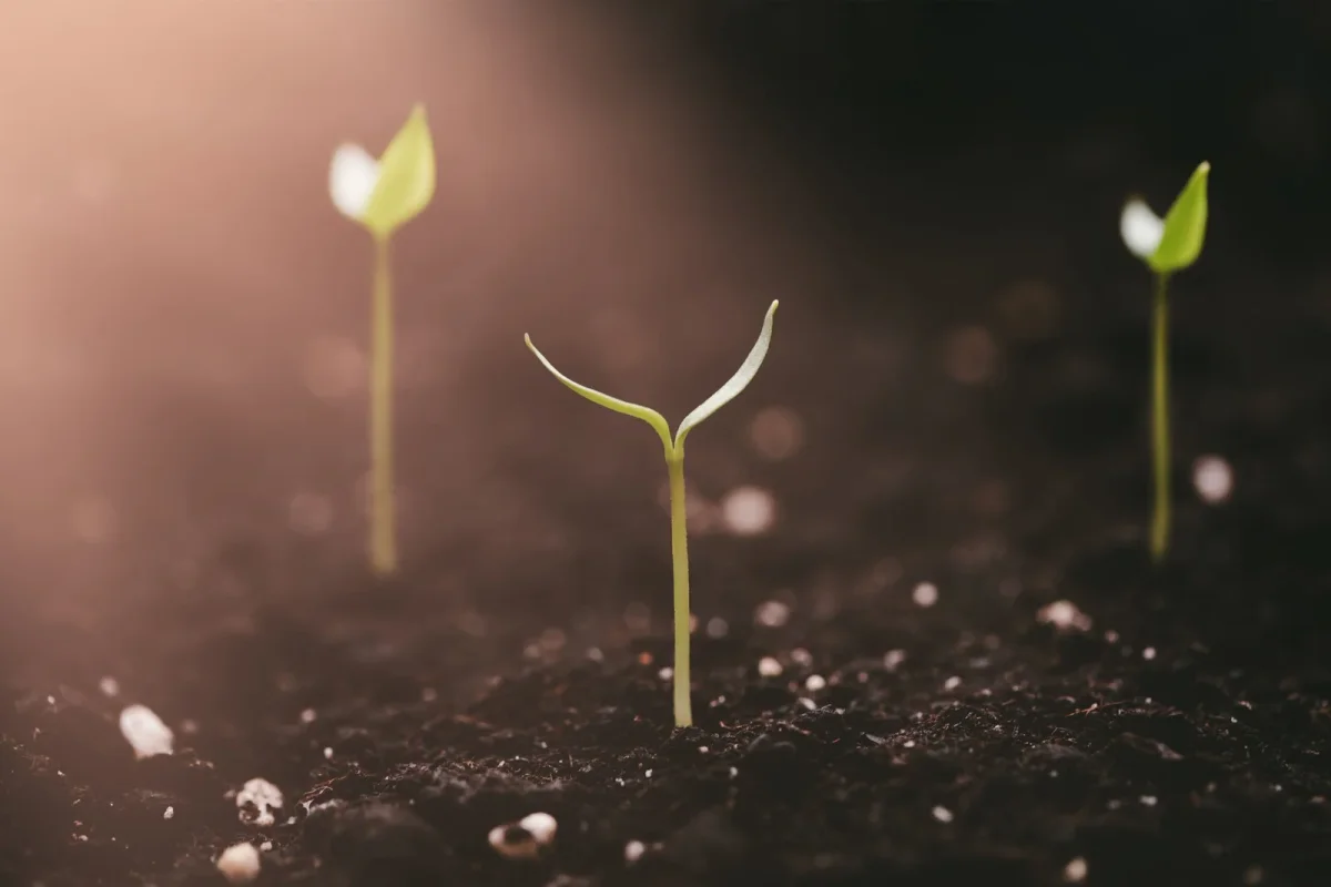 Understanding and Preventing Leggy Seedlings in Your Garden
