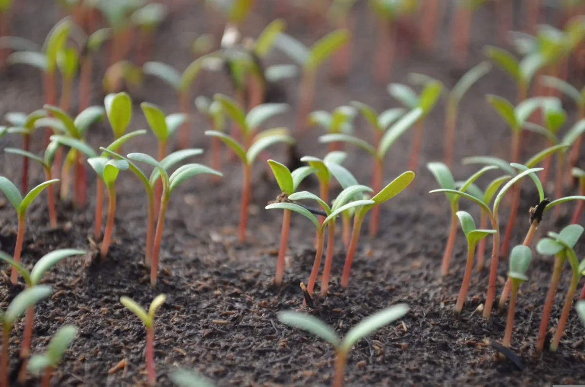 Understanding Seed Germination Failures: Causes and Solutions