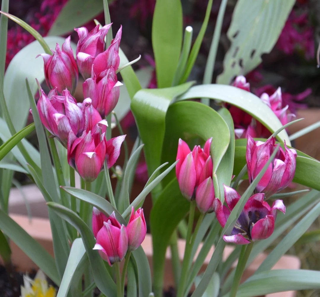 Botanical Tulips - Flowering Balcony - The Gardening Blog