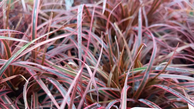 A Colorful New Zealander