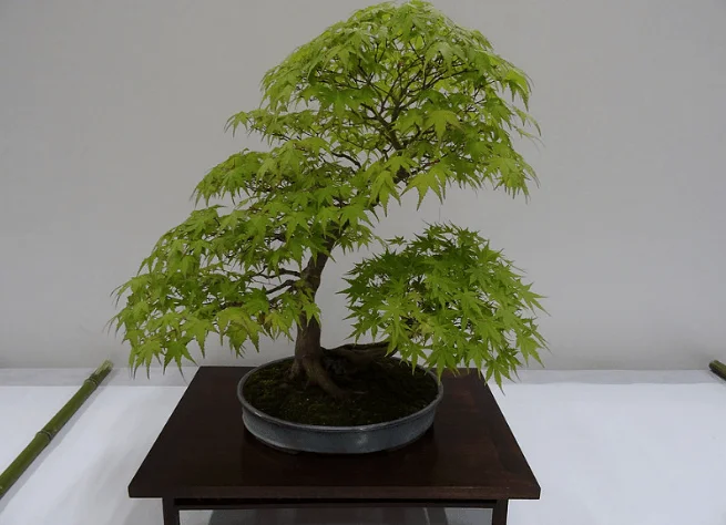 Caring for Japanese Maple Bonsai: A Comprehensive Guide