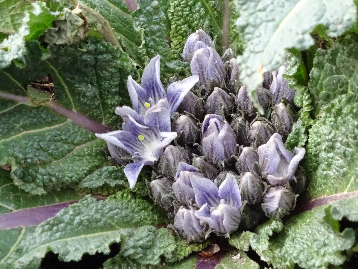 The Monthly Plant: Mandrake