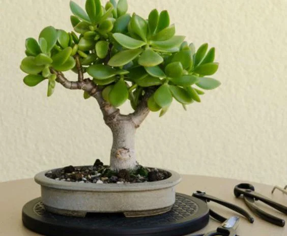 Essential Tools for Bonsai Care
