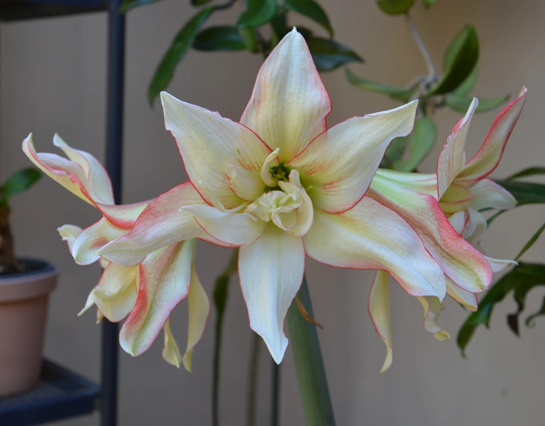 Hippeastrum, New Collection - Flowering Balcony - The Gardening Blog