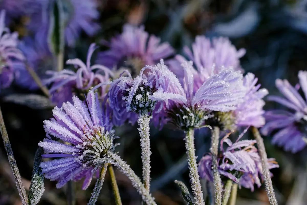 Eisheiligen: Protecting Your Plants in 2026