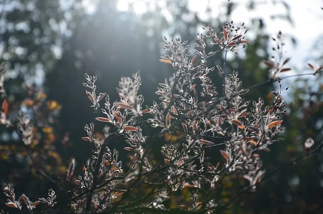 Old Winter Damage, New Growth | Wild Gardening