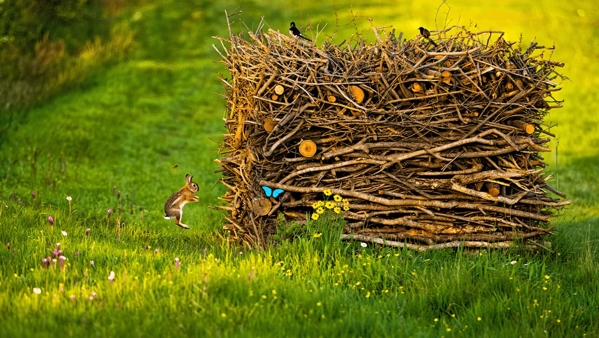 How to Create a Benjes Hedge and Its Benefits