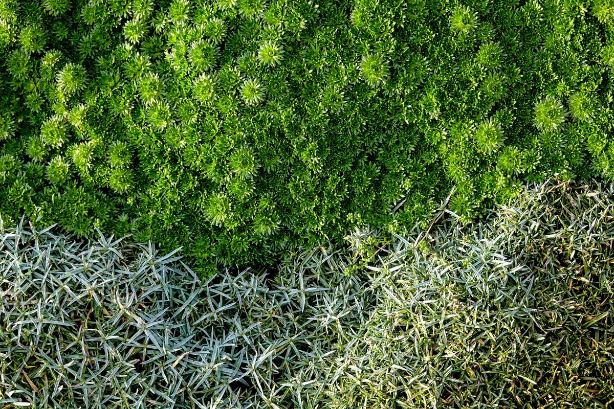Best Robotic Lawn Mowers for Small Gardens: Top Picks for Limited Lawn Space