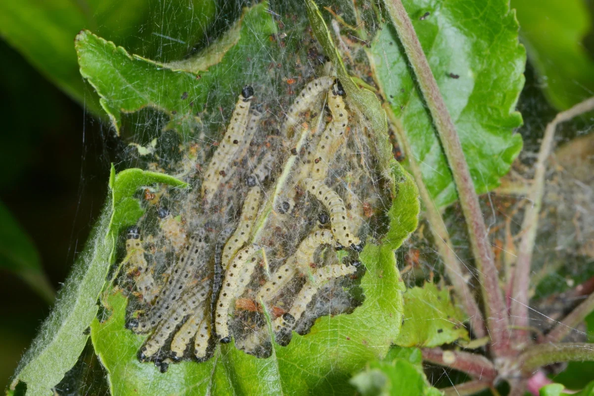 Identifying and Combating the Apple Web Moth